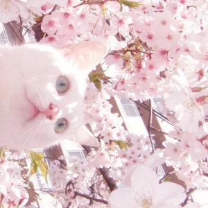 张柏芝荫荫毛泬HD
